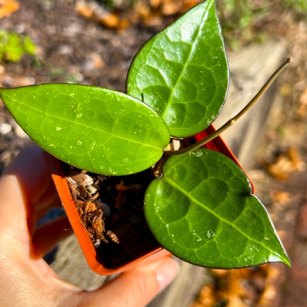 Hoya parasitica 'Black Margin'